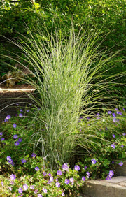 Chinaschilf - Miscanthus sinensis Morning Light | Gräserwelten Bambus & Gräser